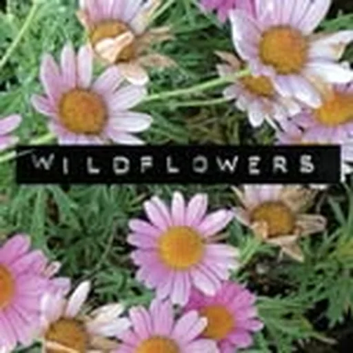 @wildflowersagency profile image