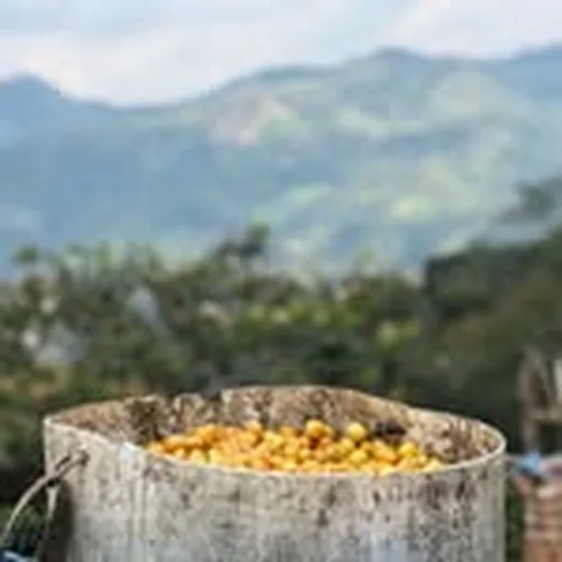 @wildgiftcoffee profile image