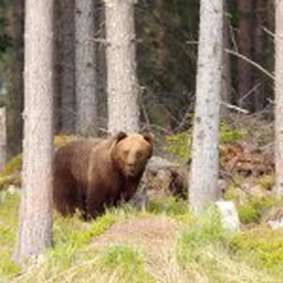@wildnordicsweden profile image