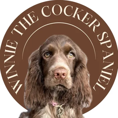 @winnie_cockerspaniel profile image
