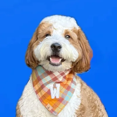 @winston_bernedoodlepup profile image