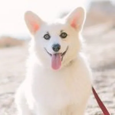 @winstonthewhitecorgi profile image