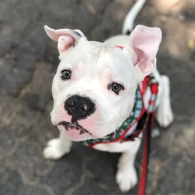 @woofgangtux profile image