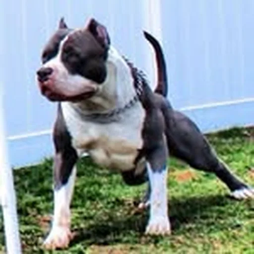 @xxldesignerpitbulls profile image