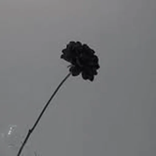 @yeabyul profile image