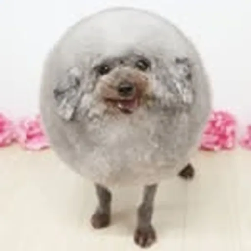 @yorikokoro_gomasuke profile image
