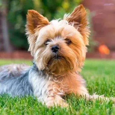 @yorkie_is_everything profile image