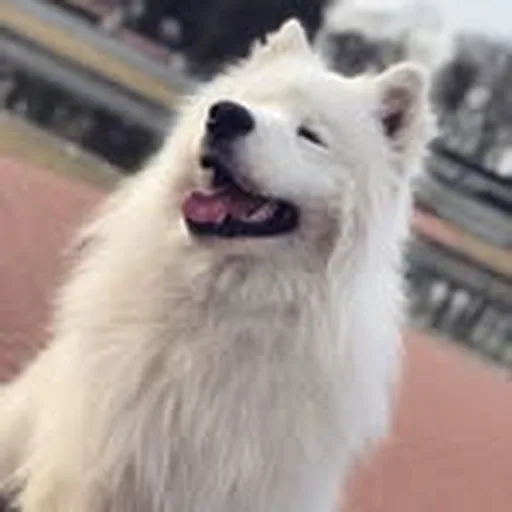 @yoshi_samoyed profile image