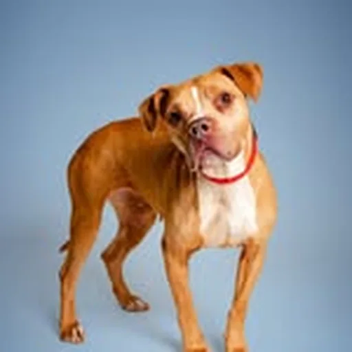 @ywacpets profile image