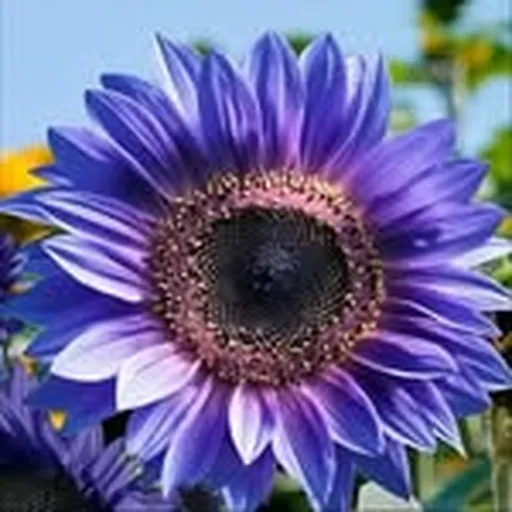 @zananii_ profile image