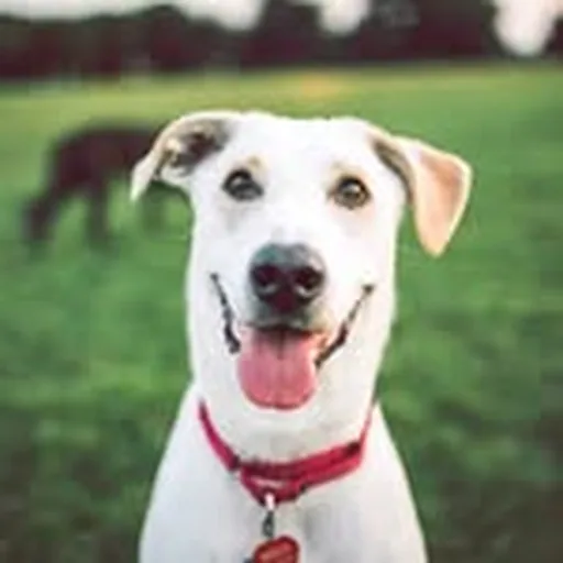 @zilkerbark profile image