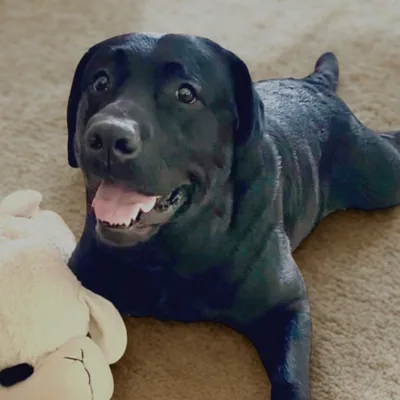 @zionthesweetlab profile image